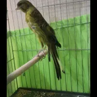 سهره|پرنده|مشهد, طبرسی شمالی|دیوار