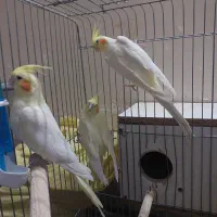 عروس هلندی|پرنده|حمیدیا, |دیوار