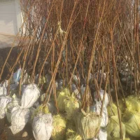 نهال پیوندی درجه ۱