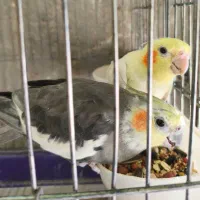 جفت عروس هلندی نر و ماده