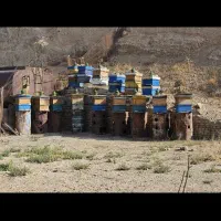 متاهل   جهت سرایداری  و باغبانی   باغچه