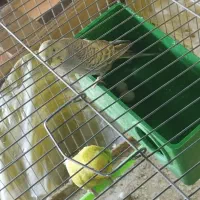 مرغ عشق ، جفتی ، مولد|پرنده|شیراز, شهرک مخابرات|دیوار