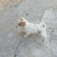 سگ پاکوتاه