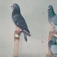 دسته پلاکی شو بازی|پرنده|کوه چنار, |دیوار