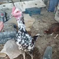 مرغ و خروس اصیل خوش رنگ