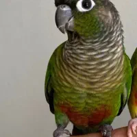 طوطی گمشده به یابنده پاداش 6 میلیونی