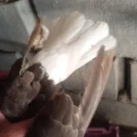 زاغ دم سفید نروماده|پرنده|دوگنبدان, |دیوار