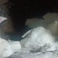 بوقلمون|حیوانات مزرعه|مشگین شهر, |دیوار