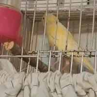 قناری سرخ آگات‌ گلاستر اورجینال مست خون ماده اماده|پرنده|مشهد, صیاد شیرازی|دیوار