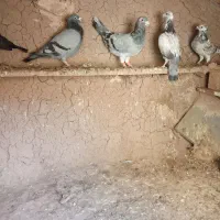آلمانی|پرنده|سلیمان, |دیوار