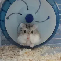 همستر روبروفسکی