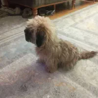 سگ شیترو پول ۷ماهه|سگ|کرمان, |دیوار