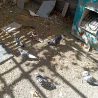 9تا کفتر زیر قیمت|پرنده|بافت, |دیوار