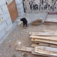 توله سرابی اصیل ماده|سگ|خلخال, |دیوار