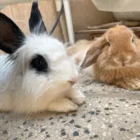 خرگوش جفت