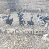 خروس لری عشایری