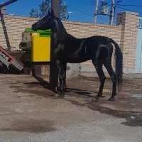 اسب|اسب و تجهیزات اسب‌سواری|زنجان, |دیوار