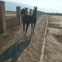 فروش اسب سر ودم گیر با اصالت شجره دار|اسب و تجهیزات اسبسواری|مرودشت, تخت جمشید|دیوار