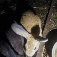 خرگوش بالق|موش و خرگوش|رشت, شهرک صبا|دیوار