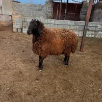 بره قوچی هترو|حیوانات مزرعه|اسفراین, |دیوار