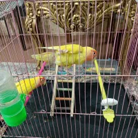 جفت کوتوله نر و ماده|پرنده|زابل, |دیوار