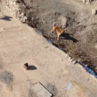 سگ سرابی|سگ|سرعین, |دیوار