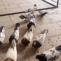 فرشی|حیوانات|یزد, |دیوار