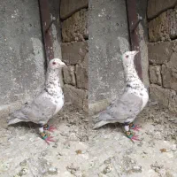 کبوتر خشکل گرفتنی