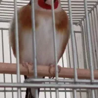 سهره سهره قناری سهره چونه