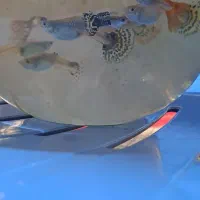 ماهی گوپی|ماهی|مرودشت, ژیان|دیوار