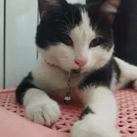 واگذاری گربه