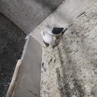 یک جفت کفتر دوکتی