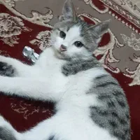 گربه گم شده درصفادشت