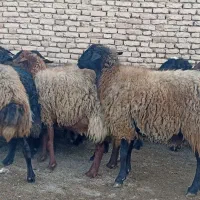 ۱۵راس میش و شیشک آبستن سنگین|حیوانات مزرعه|فلاورجان, |دیوار