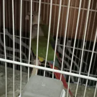 طوطی شاه ملنگو یک جفت طوطی گرینچیک یک جفت|پرنده|بیرجند, |دیوار