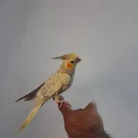 جوجه عروس هلندی
