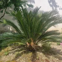 خانه-ویلایی-سند-دار