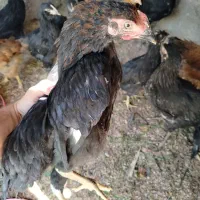 جوجه محلی و مرندی اصل