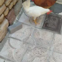 خروس