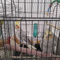 عروس هلندی نیم اهلی سخنگو