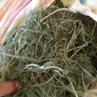 شاتره خشک