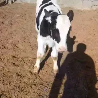 گوساله نر دو راس|حیوانات مزرعه|تربتحیدریه, طالقانی|دیوار