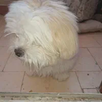 سگ شیتزو|سگ|اصفهان, شهرک میلاد|دیوار