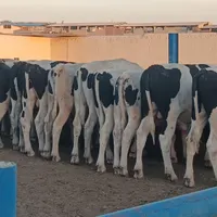 100گوساله و گاو شیری و تلیسه صنعتی ریجستری