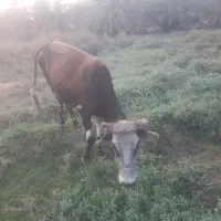 گاو مال داری|حیوانات مزرعه|پشتکوه (سیستان و بلوچستان), |دیوار