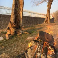 مژدگانی ۲۰ میلیونی|سگ|احمدآبادمستوفی, |دیوار