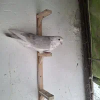 تعداد ۶ عدد کفتر هوایی یه ماده و۵ نر