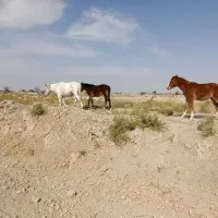 فروش چهار عدد اسب|اسب و تجهیزات اسبسواری|کربال, |دیوار