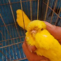 مرغ عشق انگلیسی|پرنده|بابل, |دیوار