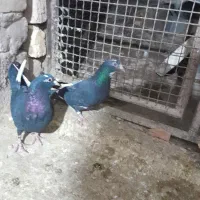 پلنگ|پرنده|کرمان, |دیوار